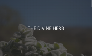 thedevineherb